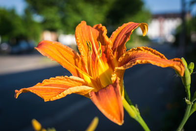 Close-up of orange day lily