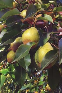 Plant growing on tree