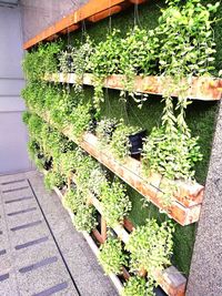 High angle view of plants growing in farm