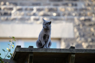 Cat sitting on a railing