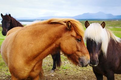 Close-up of horses on field against sky