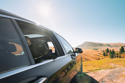 View of car and french bulldog on sunny day in mountains