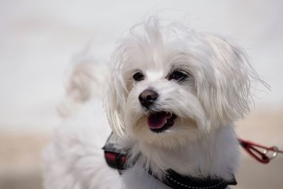 Close-up portrait of white dog