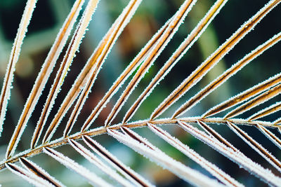 Close-up of frozen leaf