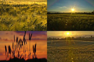 Scenic view of landscape at sunset