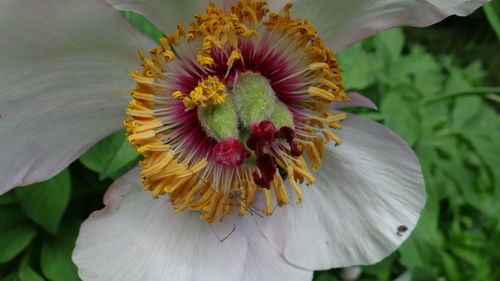 Close-up of yellow flower blooming outdoors
