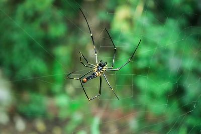 Close-up of spider on web