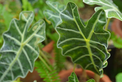 Close-up of fresh green leaves