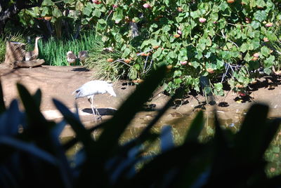 Close-up of plants on tree