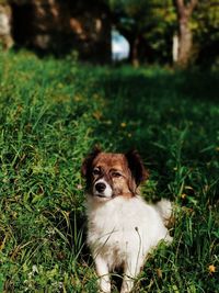 Portrait of dog on field