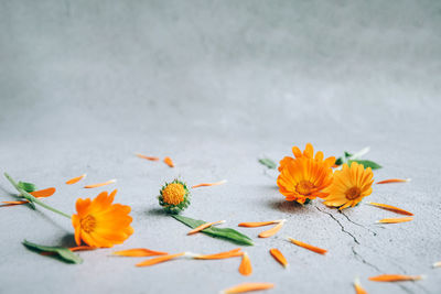 Close-up of orange flowers on table