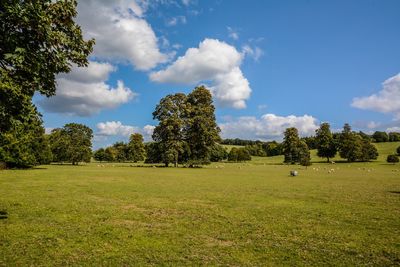 Trees on field against sky