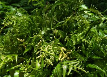 Full frame shot of green leaves