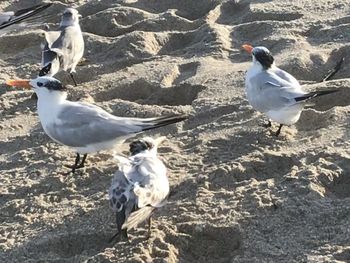 High angle view of seagulls on beach