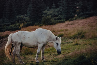 Horse standing in a field during autumn sunset