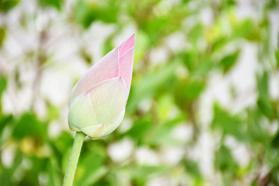 Lotus buds on blurred background