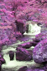 Pink flowers blooming on tree