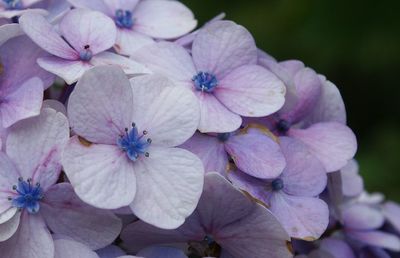 Close-up of purple flowers