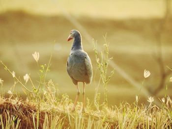 Close-up of bird perching on grass