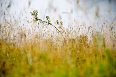 Close-up of flowering plants on field