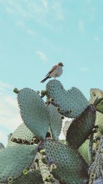 Low angle view of bird perching on cactus against sky