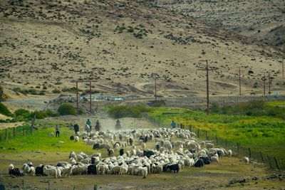 View of sheep on landscape