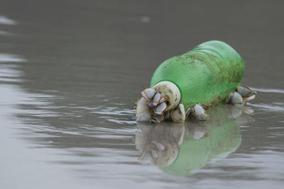 Close-up of seashells on plastic bottle