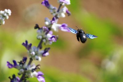 Close-up of insect on flower