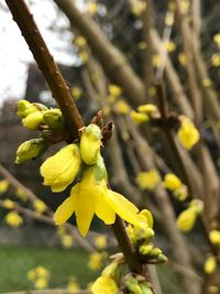 Close-up of yellow flower tree