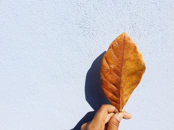 Close-up of hand holding leaf against wall