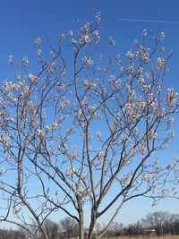 Low angle view of bare trees against blue sky