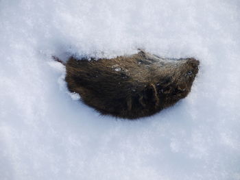 Low angle view of animal on snow