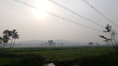 Scenic view of grassy field