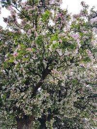 Low angle view of blooming tree