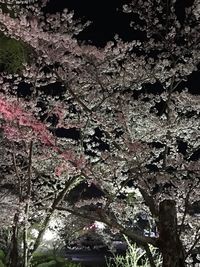 Close-up of cherry blossom