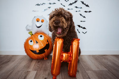 Portrait of a dog with toy