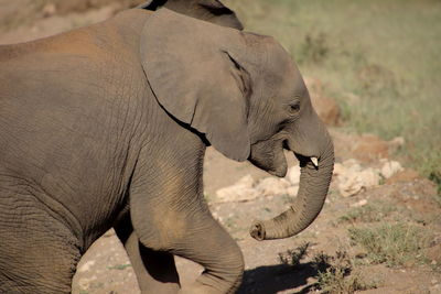 Baby elephant