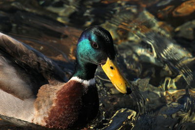 Close-up of mallard duck swimming in lake