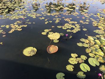 High angle view of lotus water lily in pond