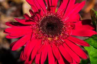 Close-up of red flower