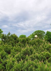 Plants growing on land against sky