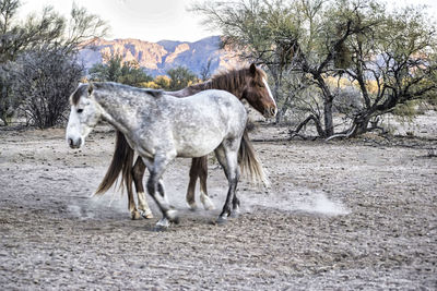 Horses in a field