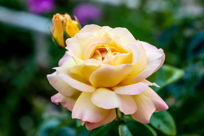 Close-up of rose against blurred background