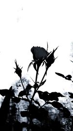 Close-up of silhouette plant against sky