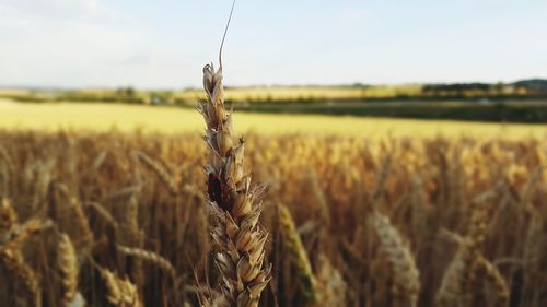 Close-up of stalks in field