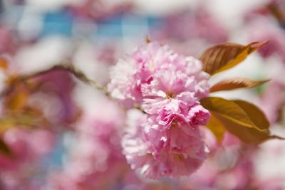 Close-up of pink cherry blossoms