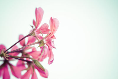 Close-up of pink flower against clear sky