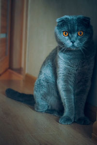 Portrait of cat sitting at home