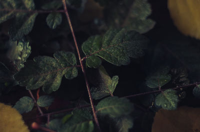 Close-up of fresh green leaves