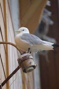 Close-up of bird perching on metal